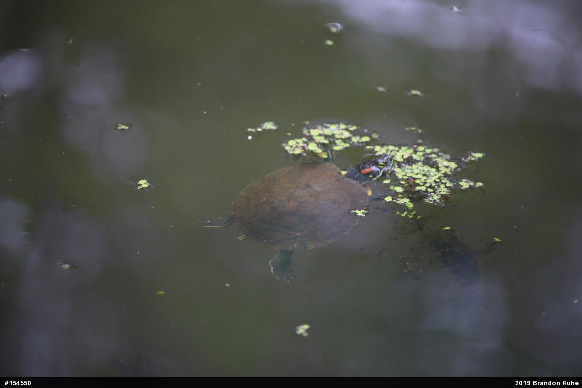 Red-eared Slider