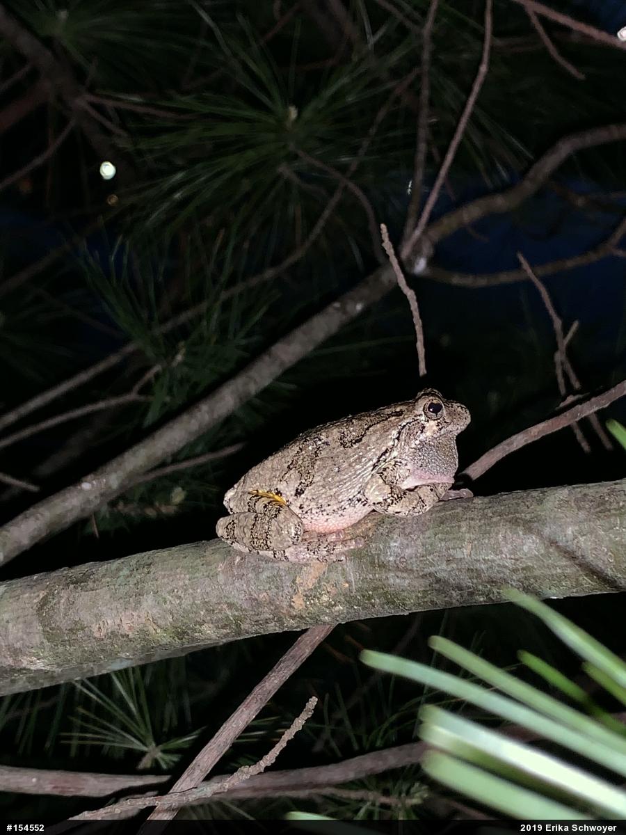 Unknown Gray Treefrog