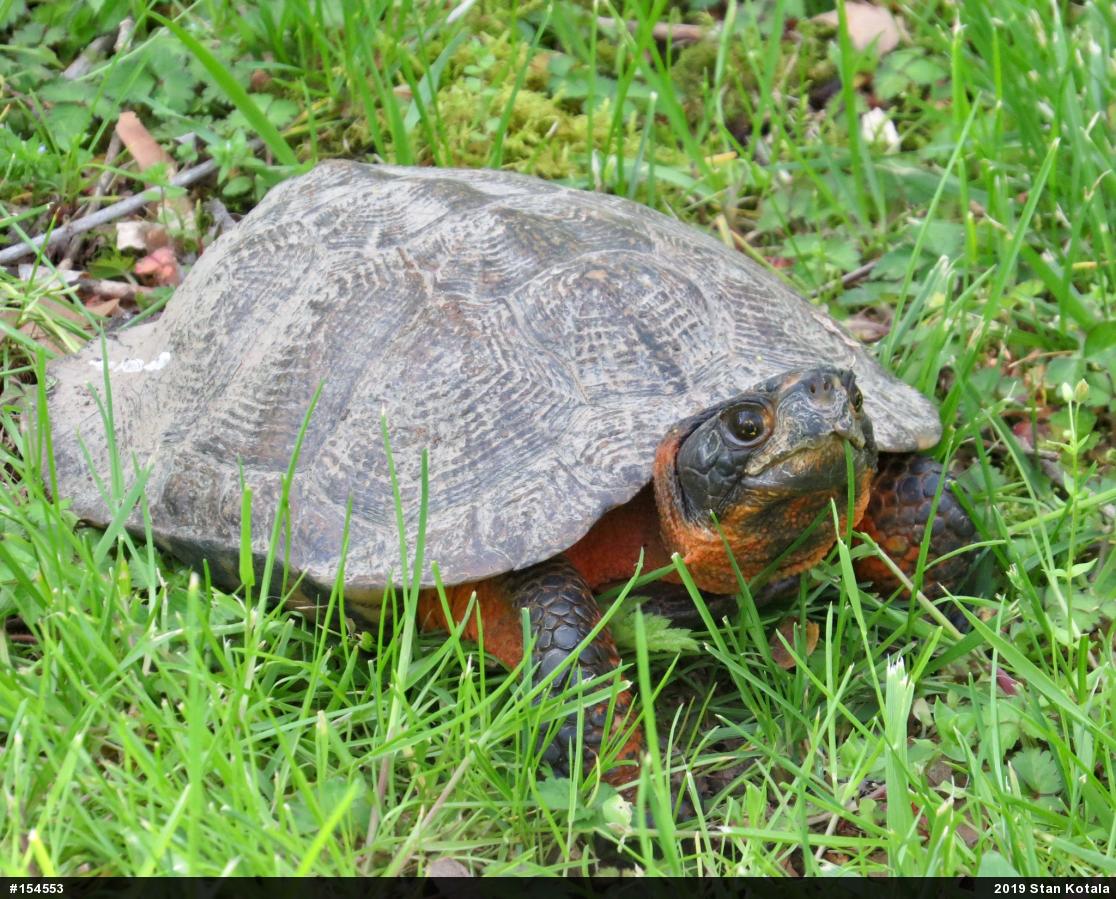 Wood Turtle
