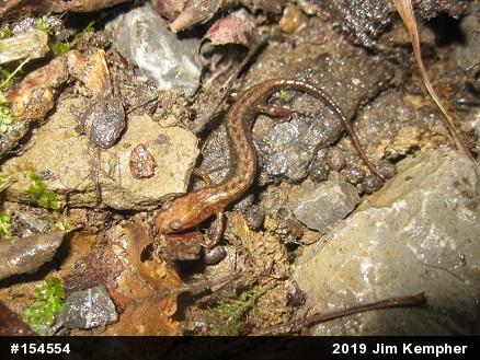 Allegheny Mountain Dusky Salamander