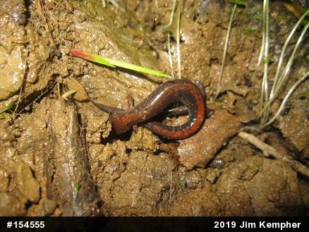 Eastern Red-backed  Salamander