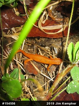 Red-spotted Newt