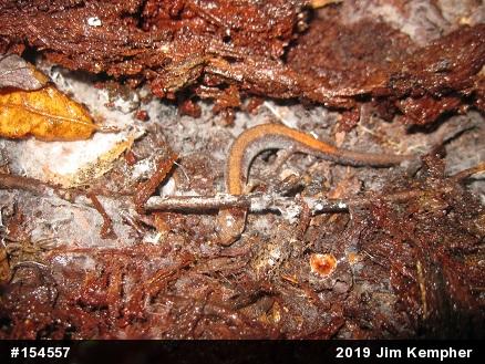Eastern Red-backed  Salamander