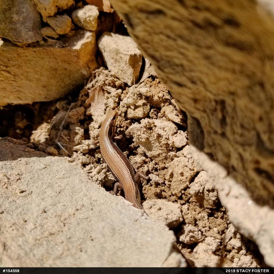 Northern Coal Skink