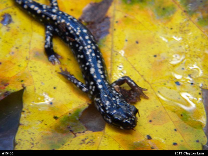 Northern Slimy Salamander