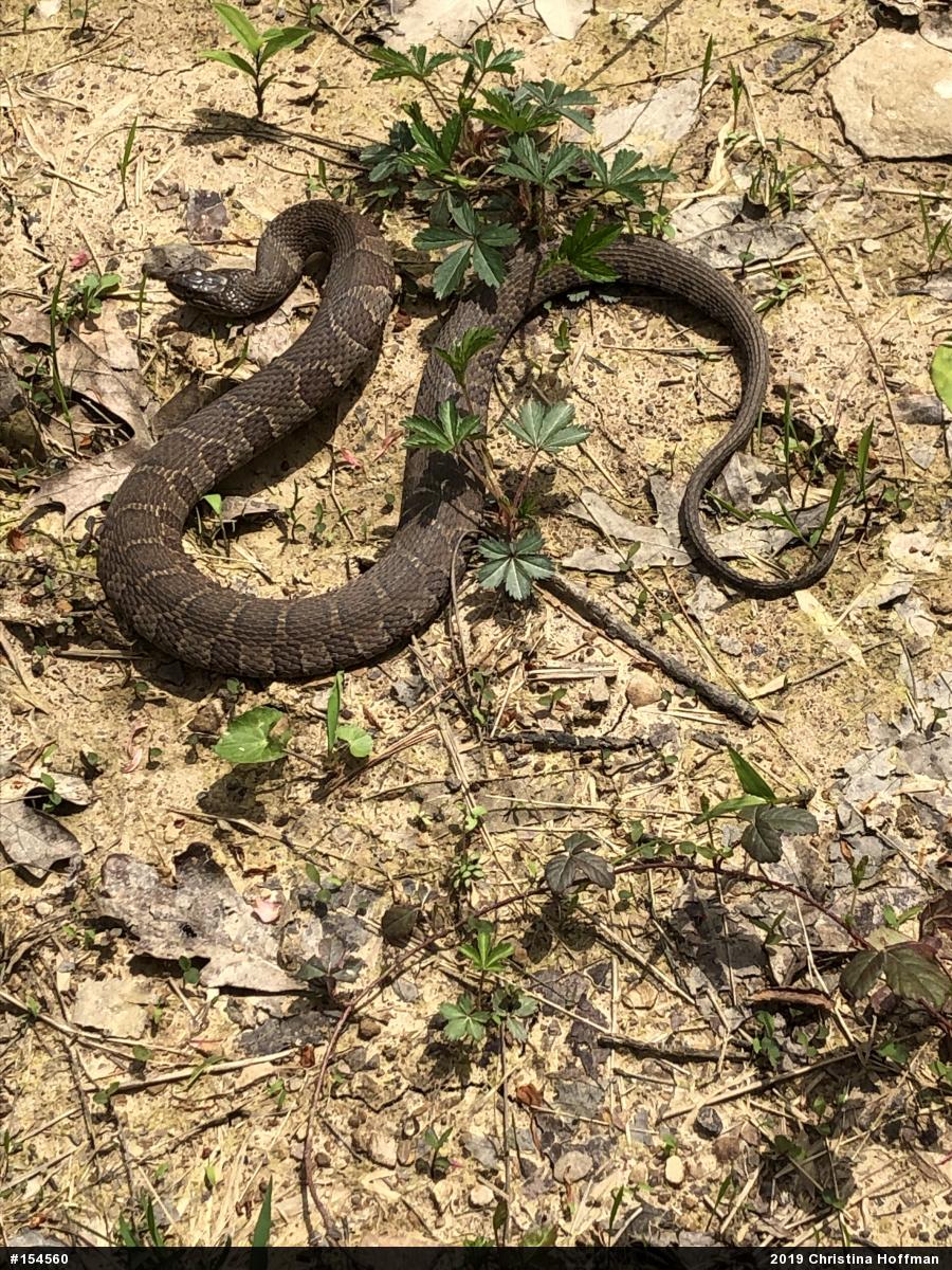 Northern Watersnake