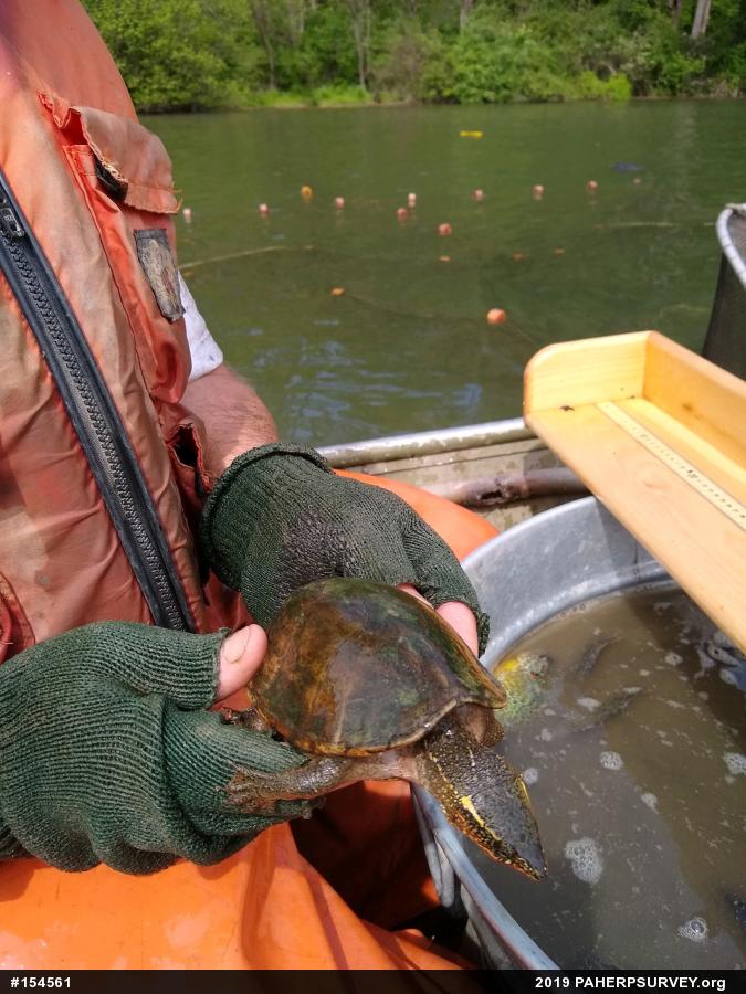 Eastern Musk Turtle