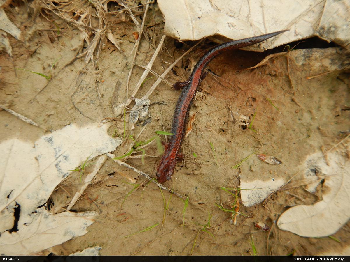 Eastern Red-backed  Salamander