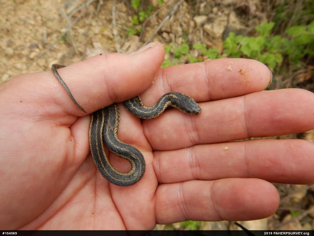 Eastern Gartersnake