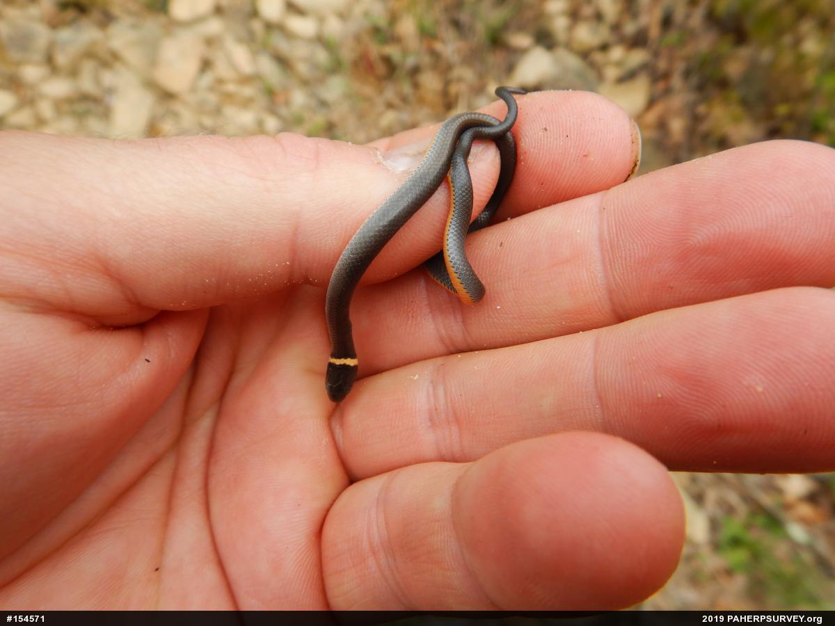 Northern Ring-necked Snake