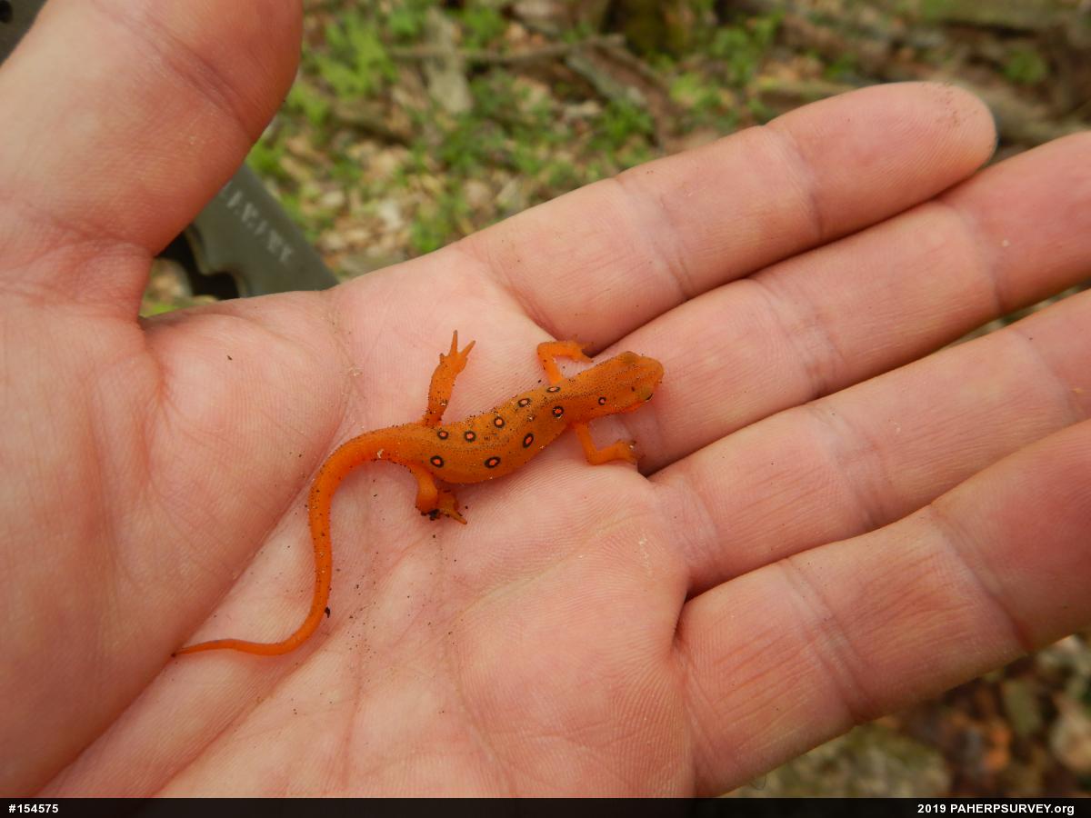 Red-spotted Newt