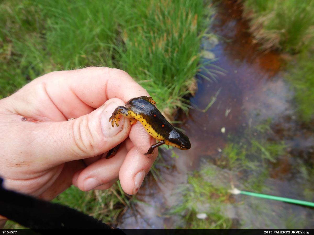 Red-spotted Newt