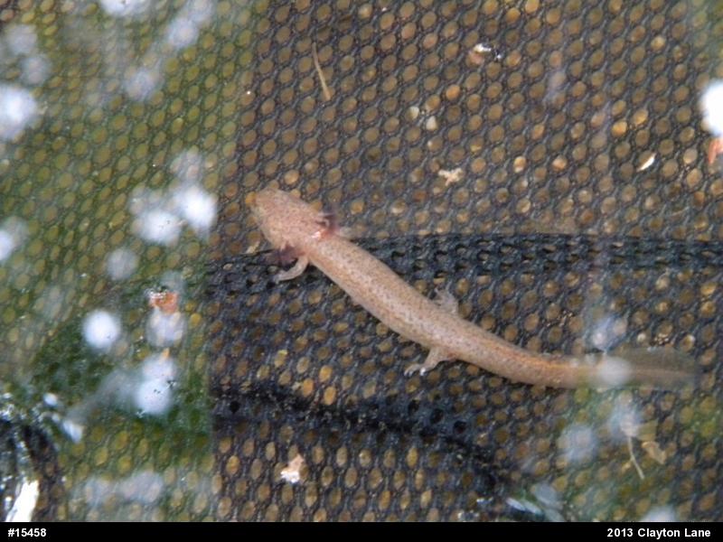 Northern Red Salamander