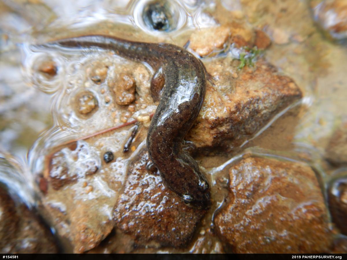 Northern Dusky Salamander