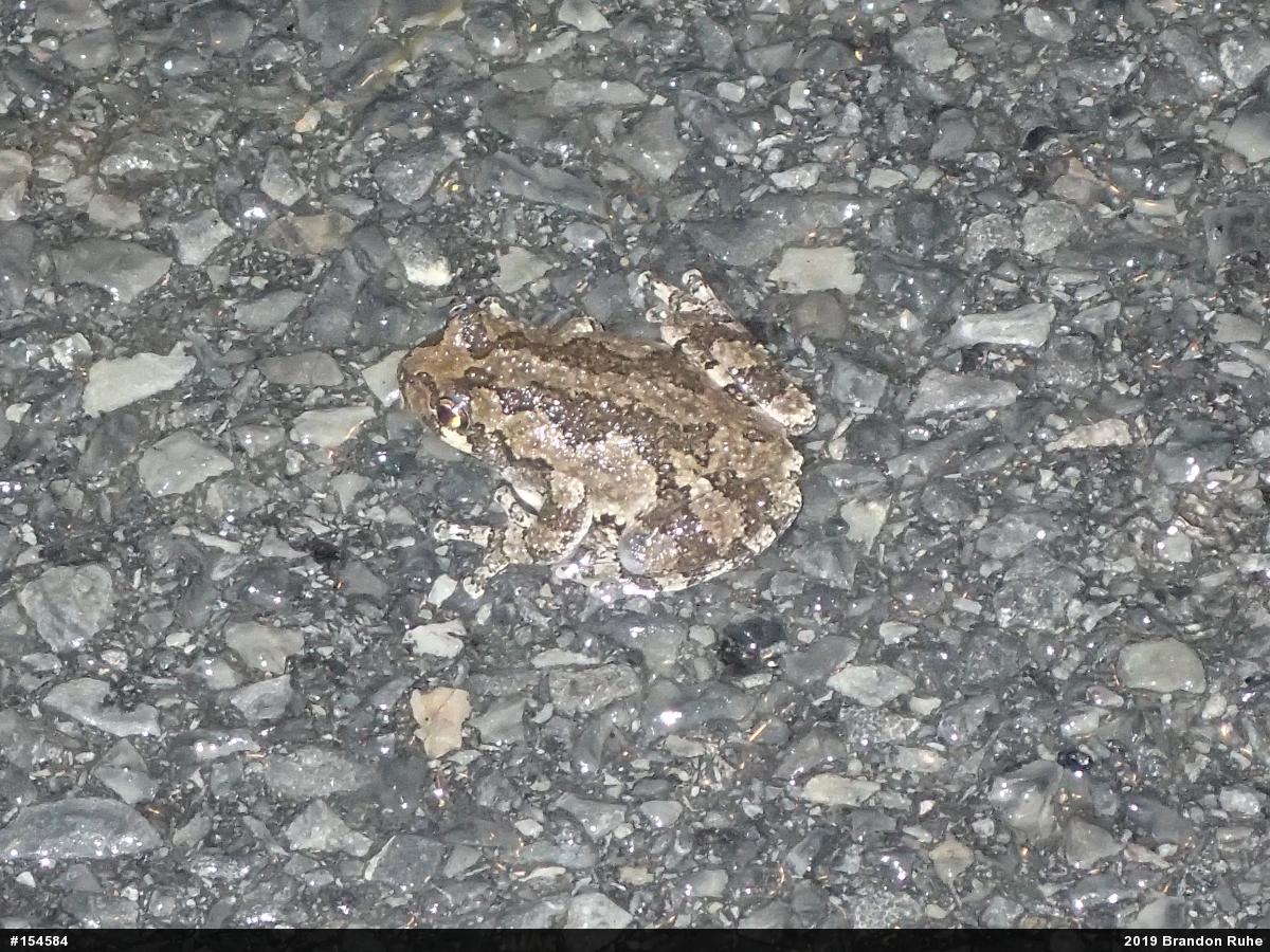 Unknown Gray Treefrog