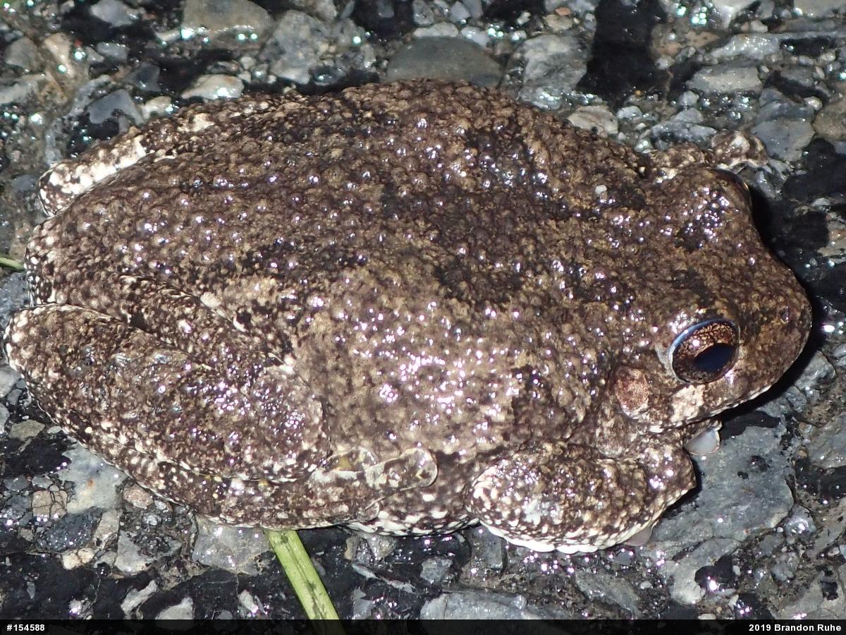 Unknown Gray Treefrog