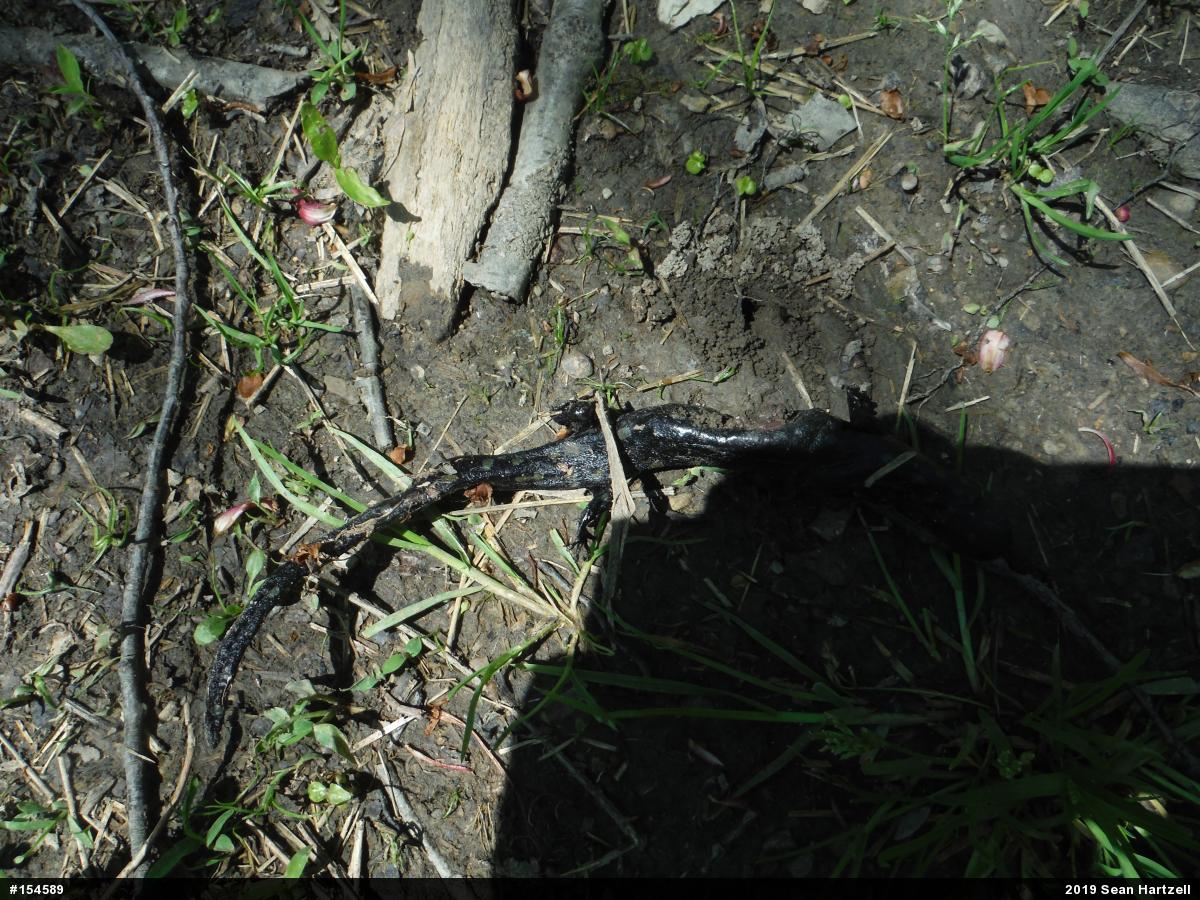 Spotted Salamander