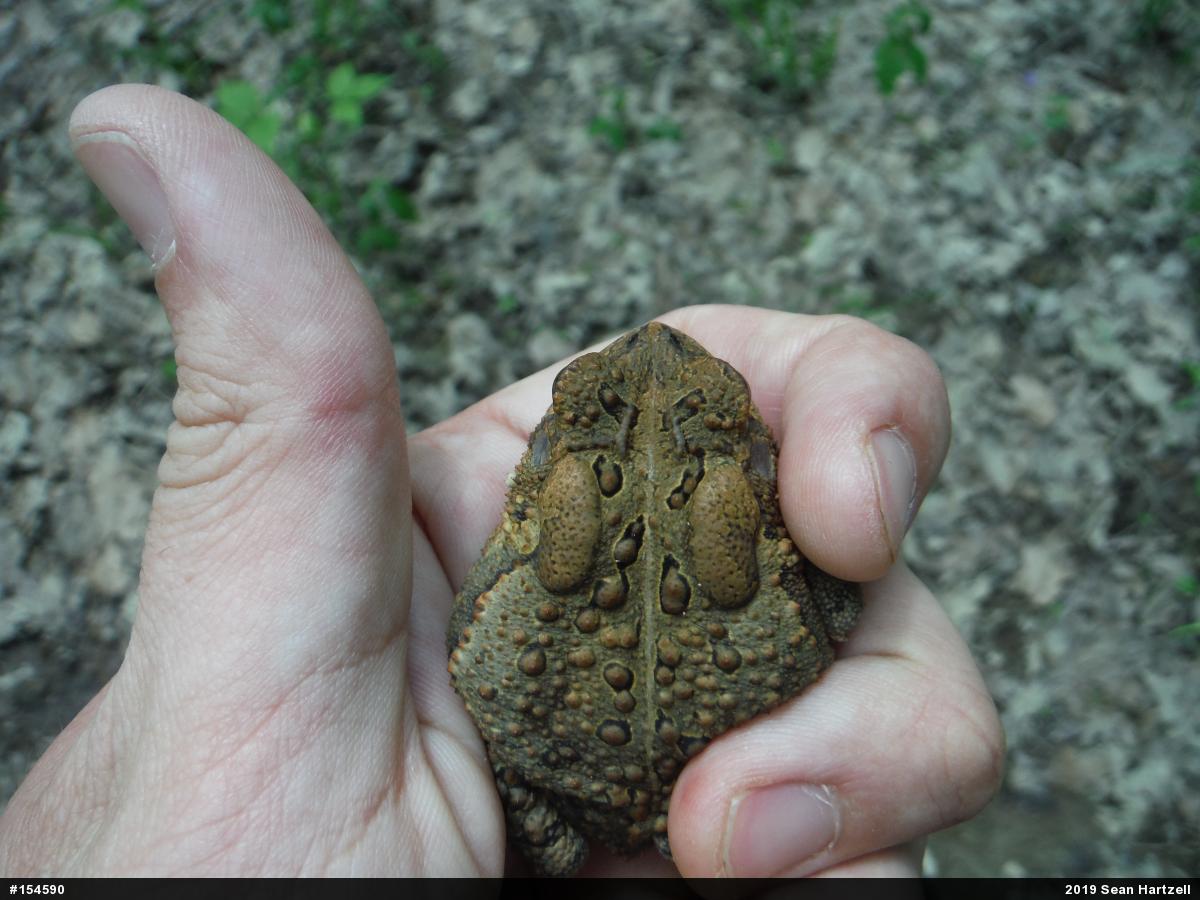 Eastern American Toad