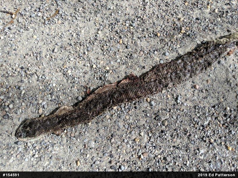 Eastern Ratsnake