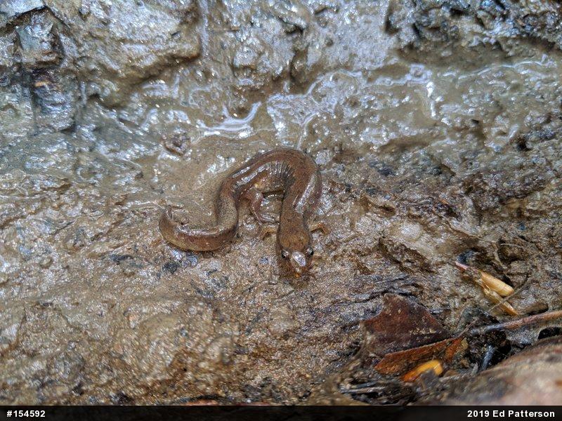 Northern Dusky Salamander