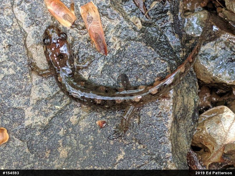 Seal Salamander