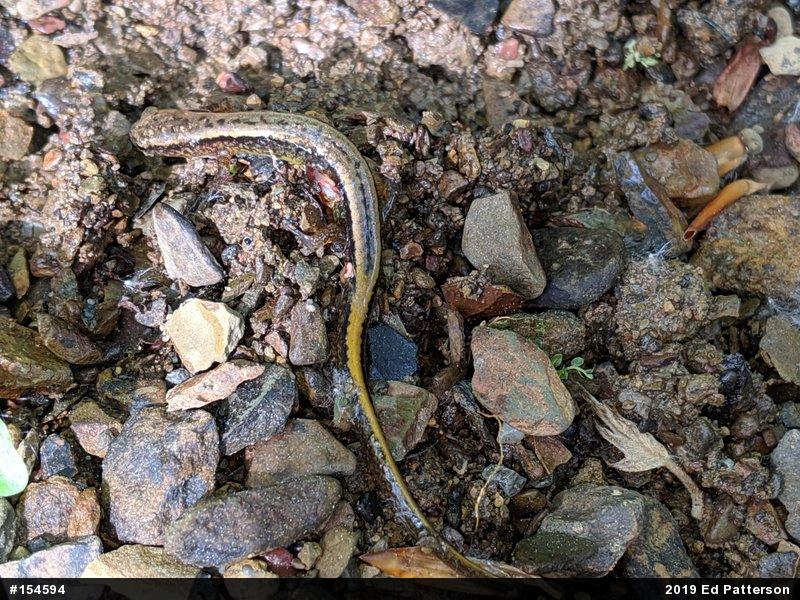 Northern Two-lined Salamander