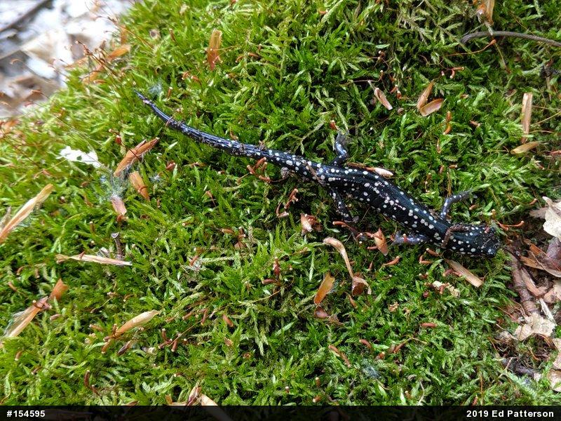 Northern Slimy Salamander