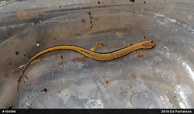 Northern Two-lined Salamander