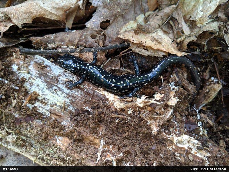 Northern Slimy Salamander