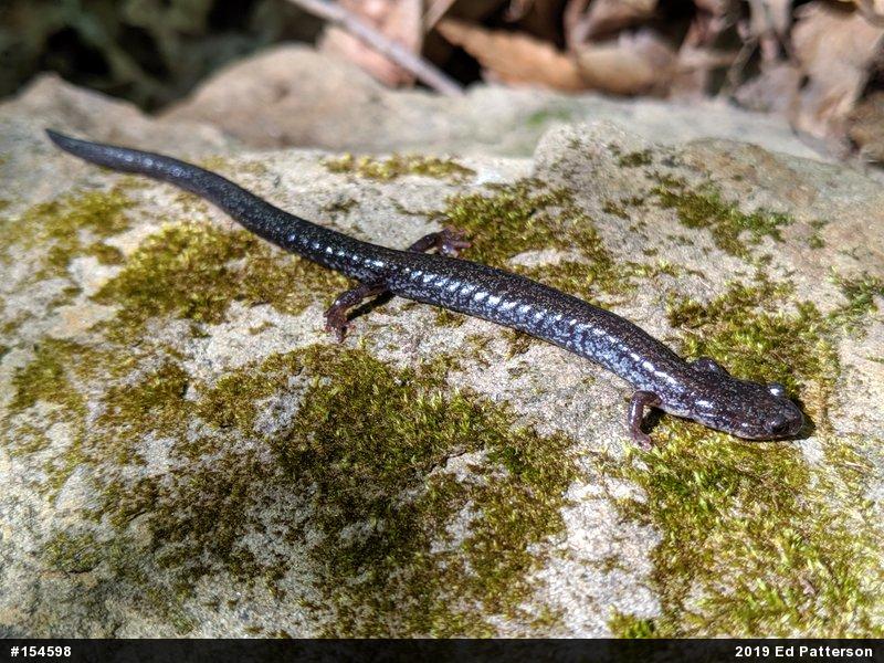Valley And Ridge Salamander