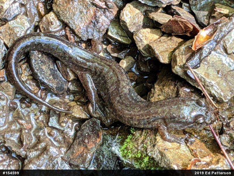 Northern Dusky Salamander