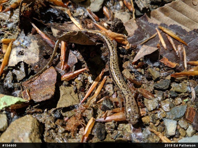 Northern Two-lined Salamander