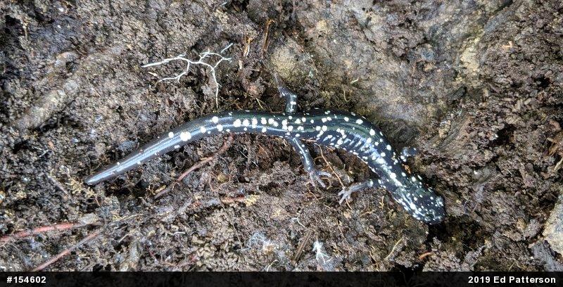 Northern Slimy Salamander