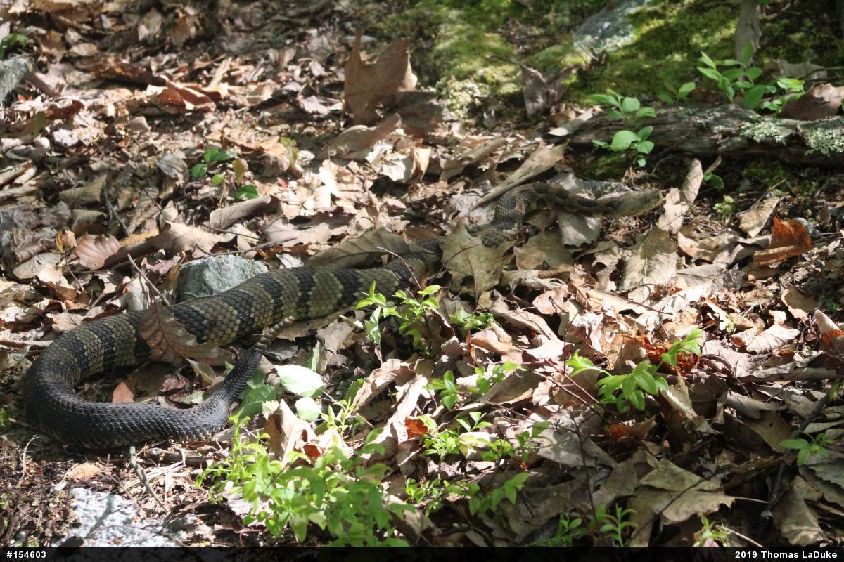 Timber Rattlesnake