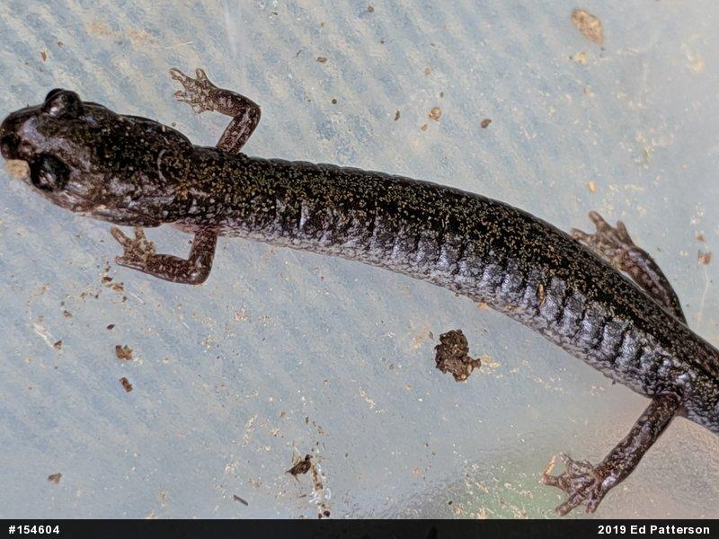 Valley And Ridge Salamander