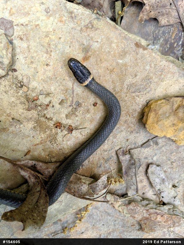 Northern Ring-necked Snake