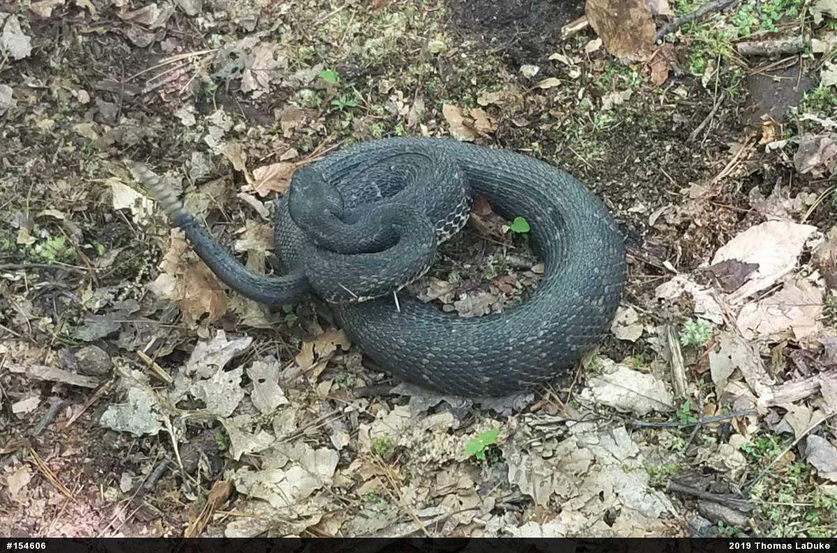 Timber Rattlesnake