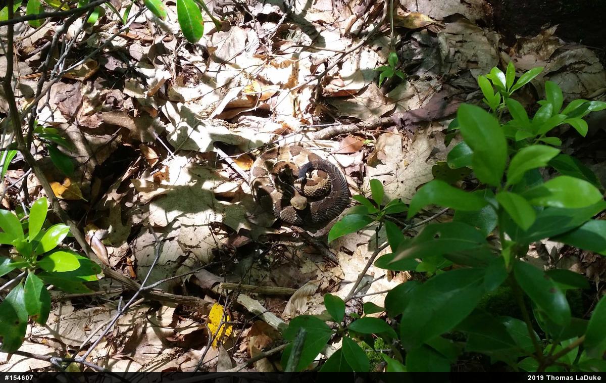 Timber Rattlesnake