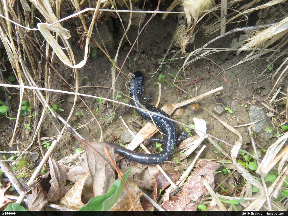 Northern Slimy Salamander