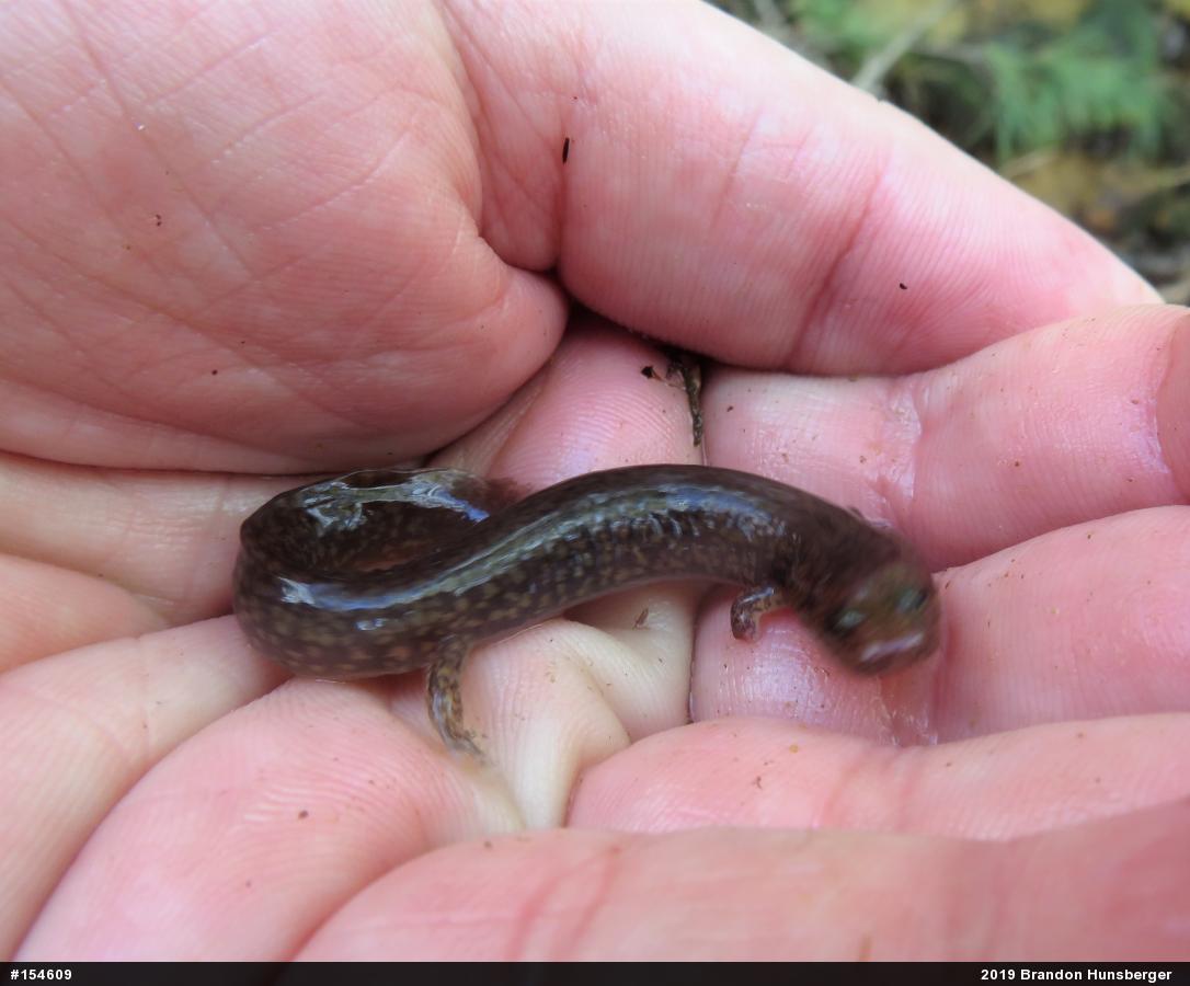 Northern Spring Salamander