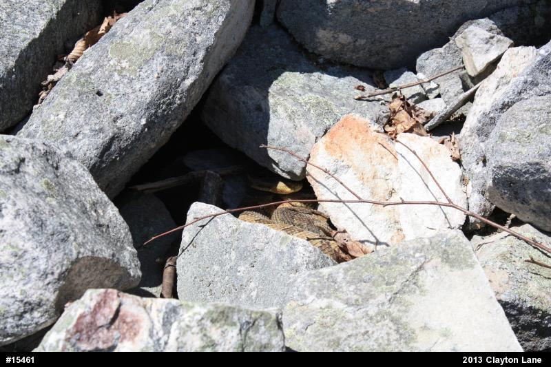 Timber Rattlesnake