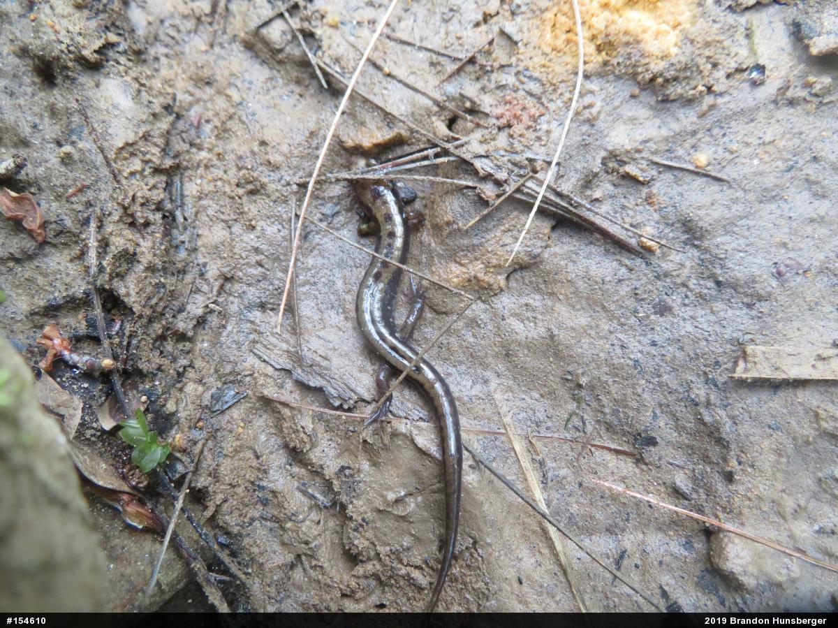 Allegheny Mountain Dusky Salamander