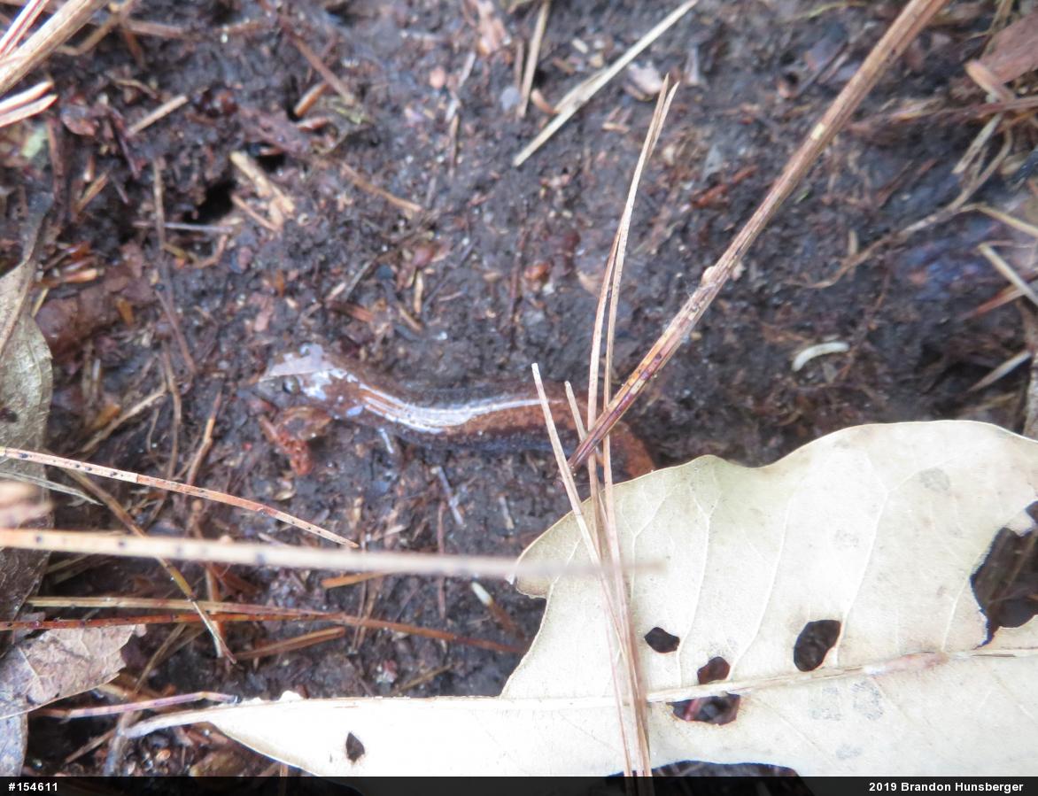 Eastern Red-backed  Salamander