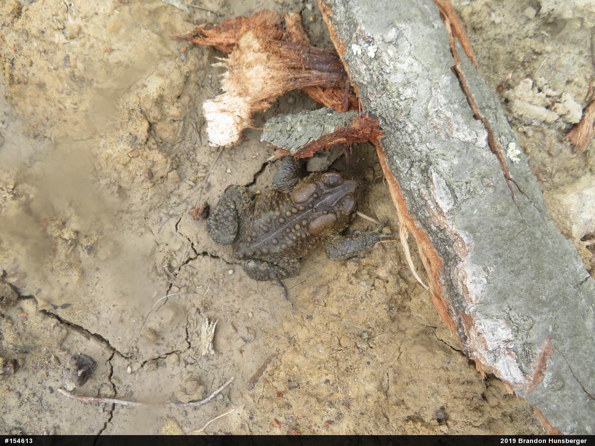 Eastern American Toad