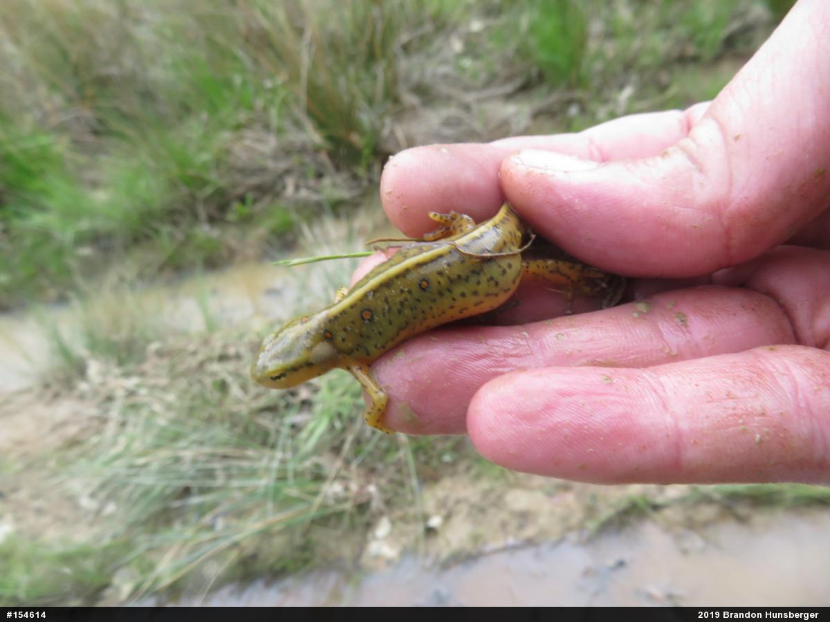 Red-spotted Newt