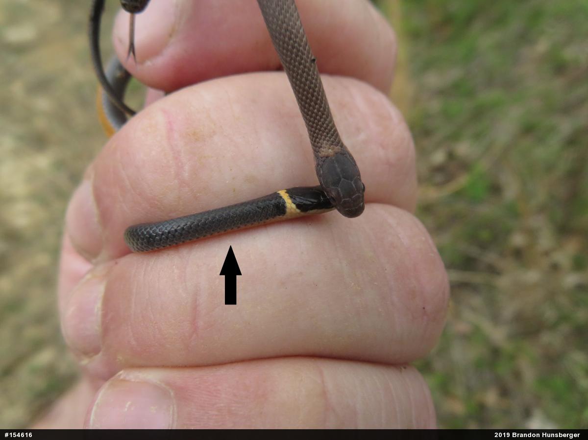 Northern Ring-necked Snake