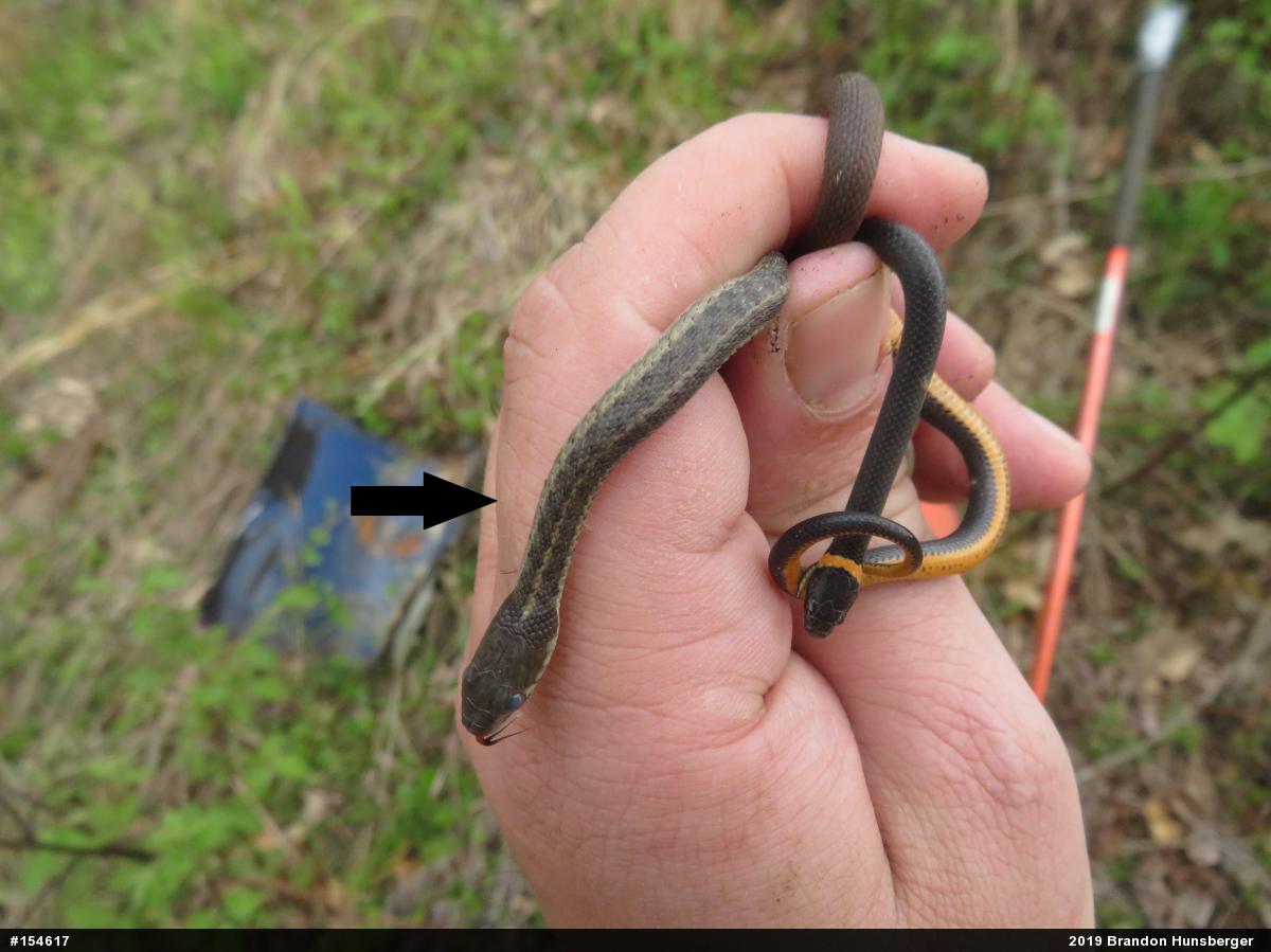 Eastern Gartersnake