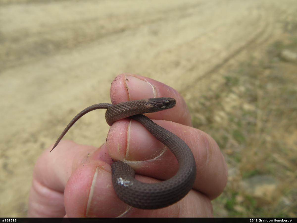 Red-bellied Snake