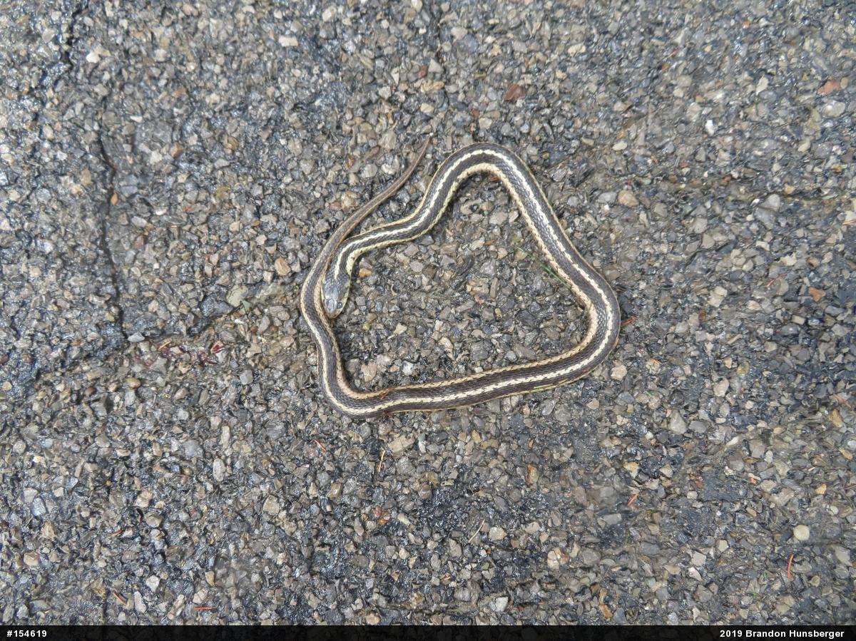 Eastern Gartersnake