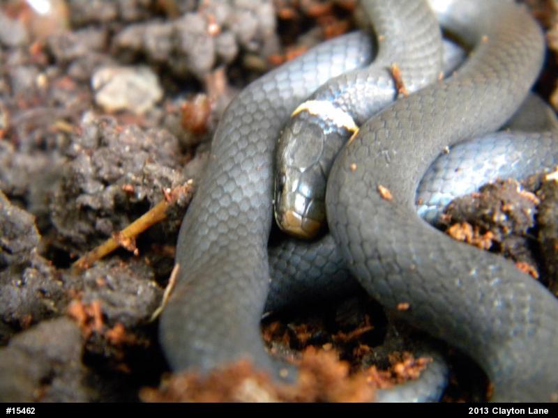 Northern Ring-necked Snake